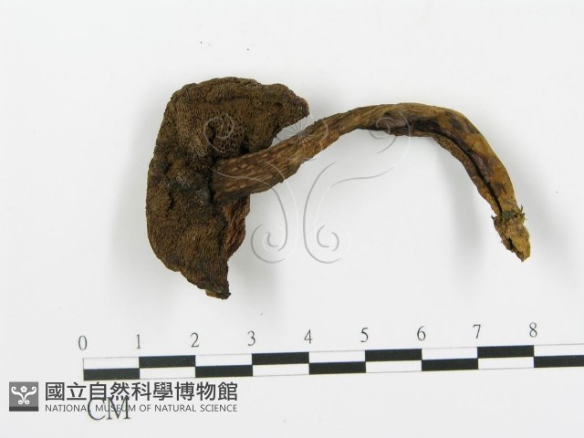 登錄號:F0013609藏品圖，第4張