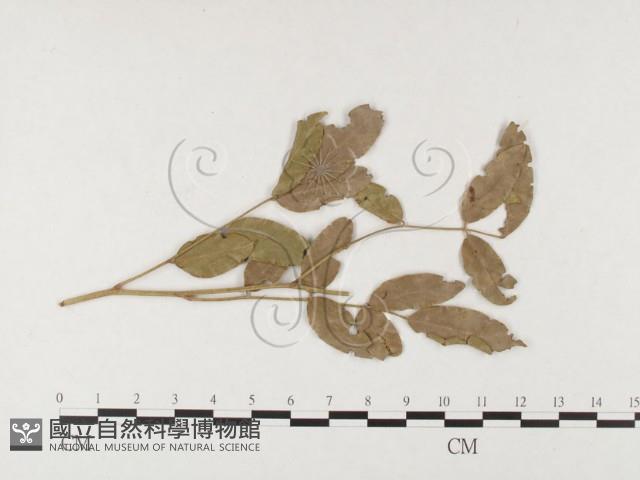 登錄號:F0026409藏品圖，第4張