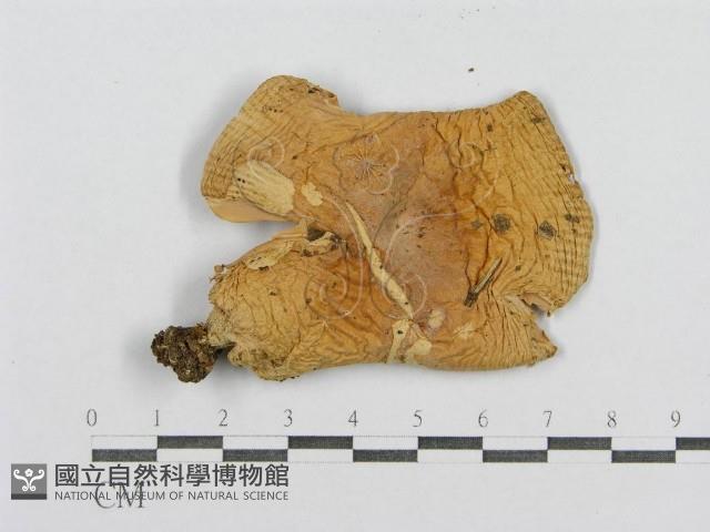 登錄號:F0016409藏品圖，第4張