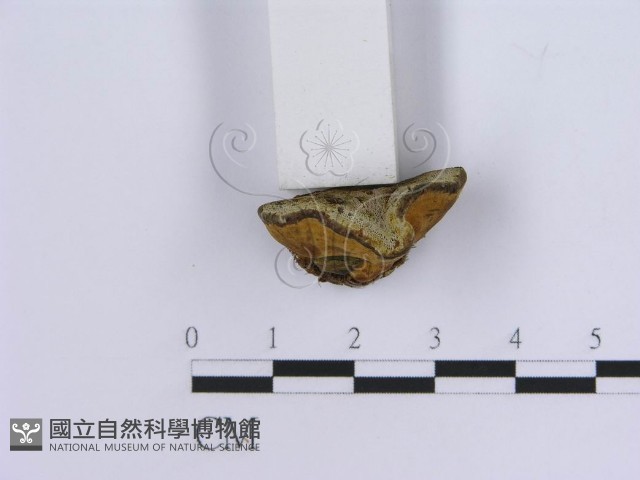登錄號:F0003409藏品圖，第4張