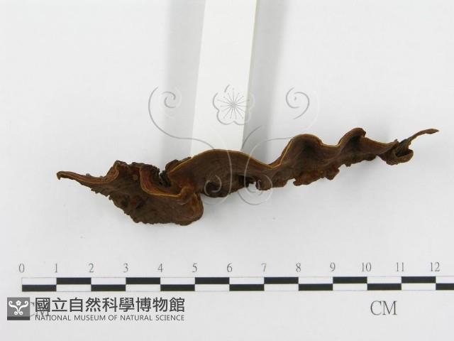 刺革菌屬藏品圖，第4張