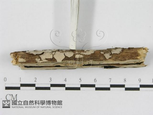 登錄號:F0010509藏品圖，第4張