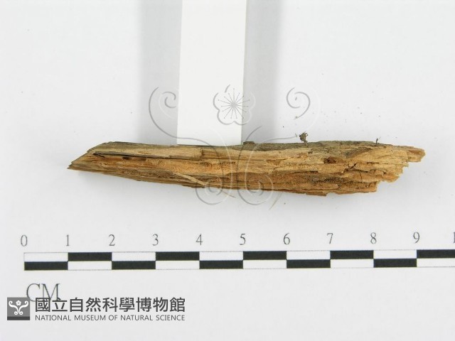 登錄號:F0001509藏品圖，第4張