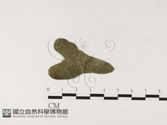 登錄號:F0026309藏品圖，第4張