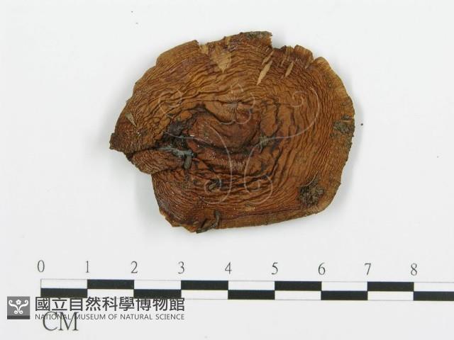 登錄號:F0020219藏品圖，第4張