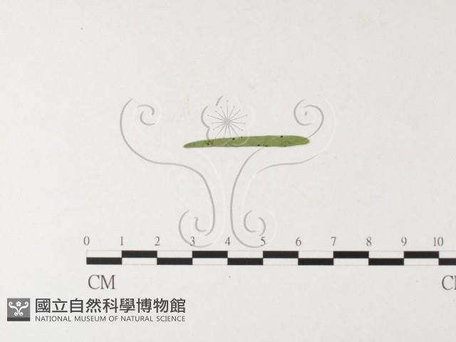 登錄號:F0026219藏品圖，第4張