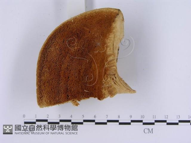登錄號:F0018819藏品圖，第4張