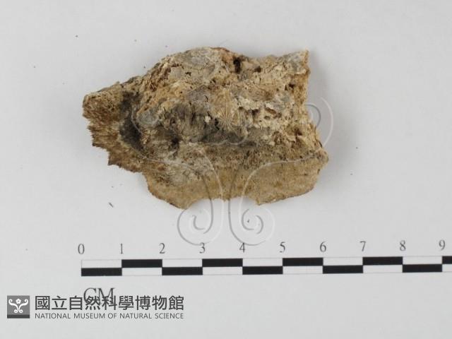 登錄號:F0019819藏品圖，第4張