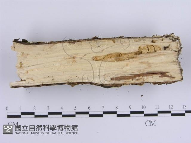 登錄號:F0013819藏品圖，第4張