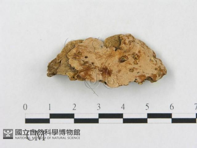 登錄號:F0019919藏品圖，第4張
