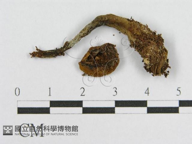 登錄號:F0002619藏品圖，第4張