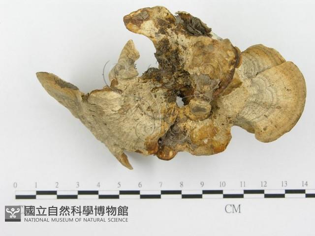 栓菌屬藏品圖，第4張