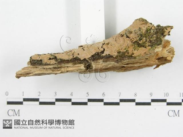登錄號:F0002419藏品圖，第4張