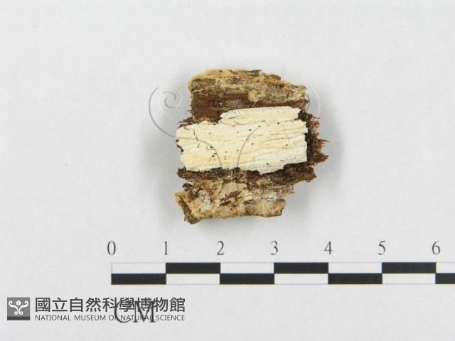 登錄號:F0017419藏品圖，第4張