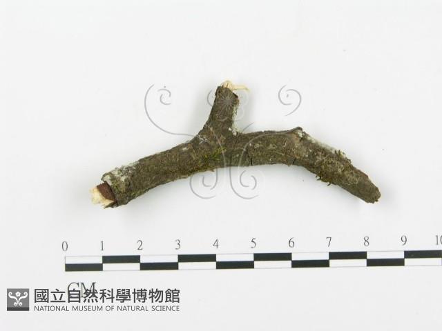登錄號:F0013719藏品圖，第4張