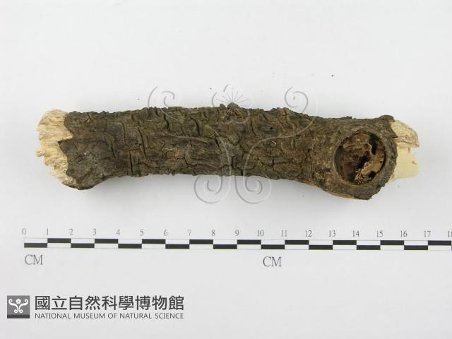 木層孔菌屬藏品圖，第4張