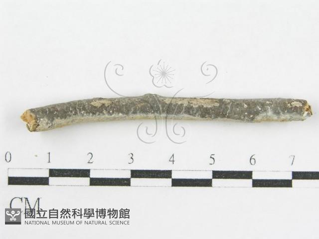 登錄號:F0002519藏品圖，第4張