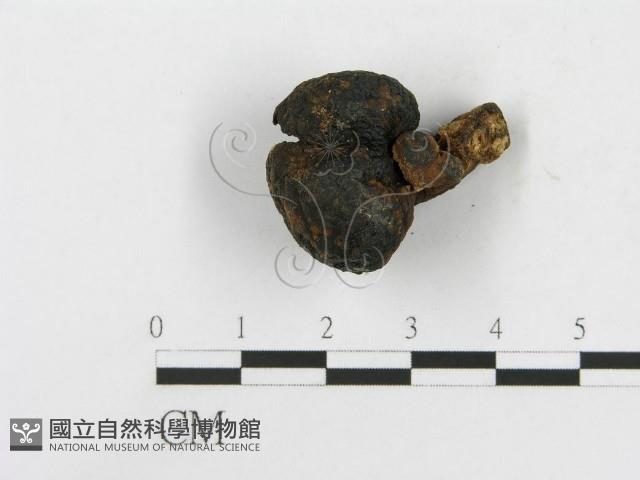 登錄號:F0010119藏品圖，第4張