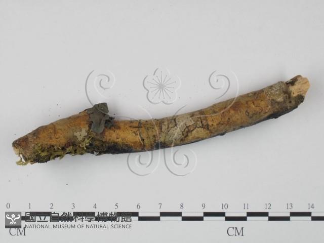 登錄號:F0022119藏品圖，第4張