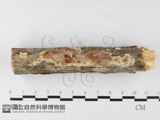 登錄號:F0026019藏品圖，第4張