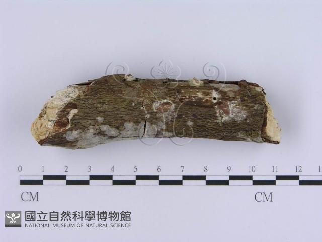 登錄號:F0020319藏品圖，第4張