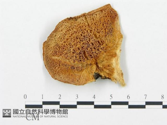 登錄號:F0017319藏品圖，第4張