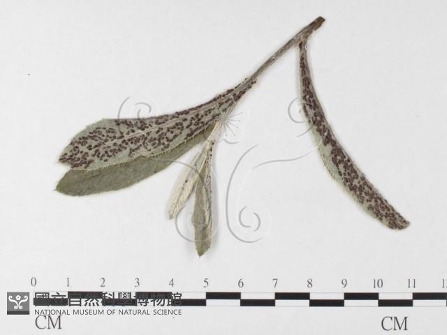 登錄號:F0026259藏品圖，第4張