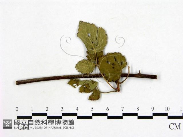 登錄號:F0019259藏品圖，第4張