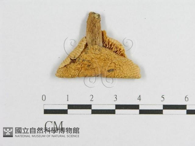 登錄號:F0003259藏品圖，第4張