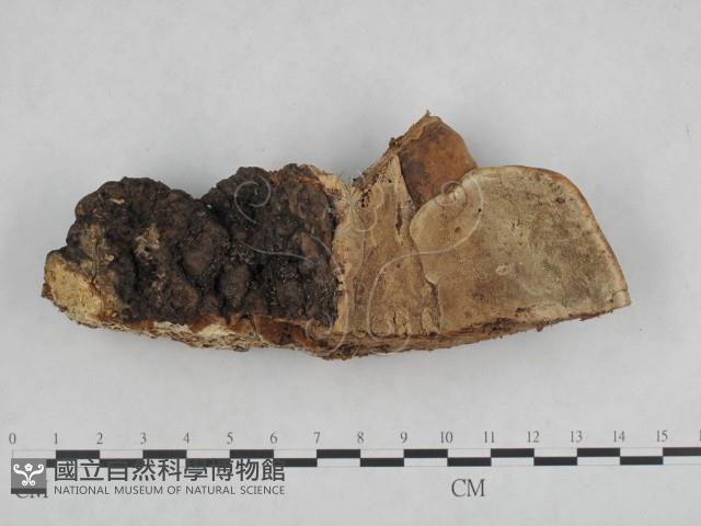 登錄號:F0008859藏品圖，第4張