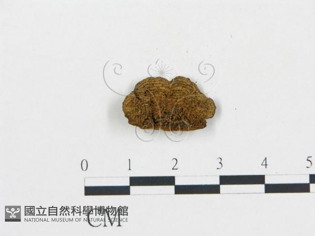 登錄號:F0018859藏品圖，第4張
