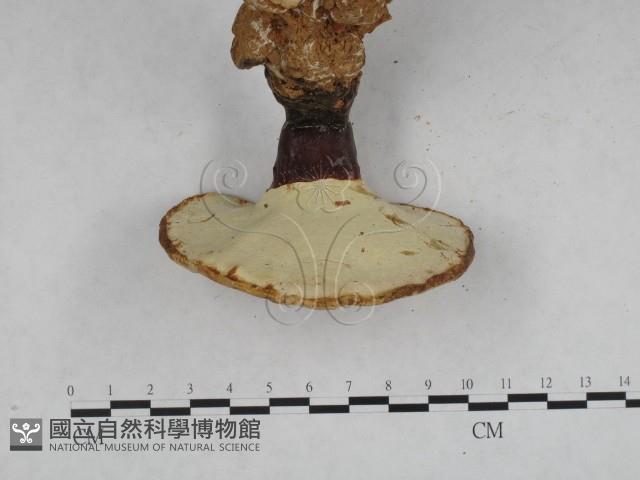 靈芝屬藏品圖，第4張