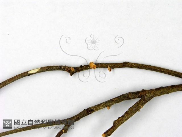 微皮傘屬藏品圖，第4張