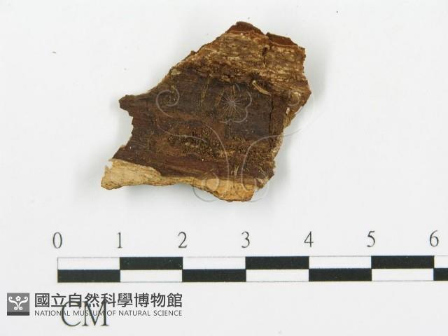 登錄號:F0014859藏品圖，第4張