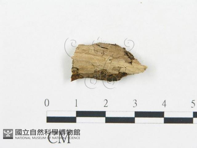 登錄號:F0017859藏品圖，第4張