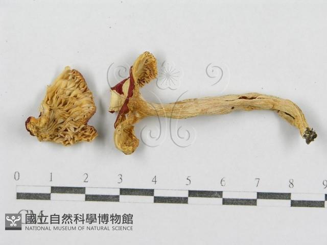 紅菇屬藏品圖，第4張