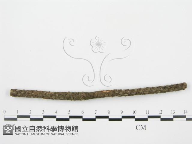 Accession Number:F0002959 Collection Image, Figure 4, Total 7 Figures