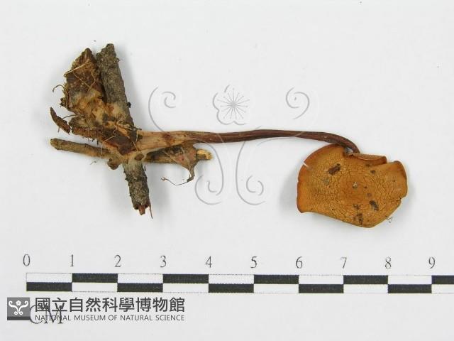 登錄號:F0012959藏品圖，第4張