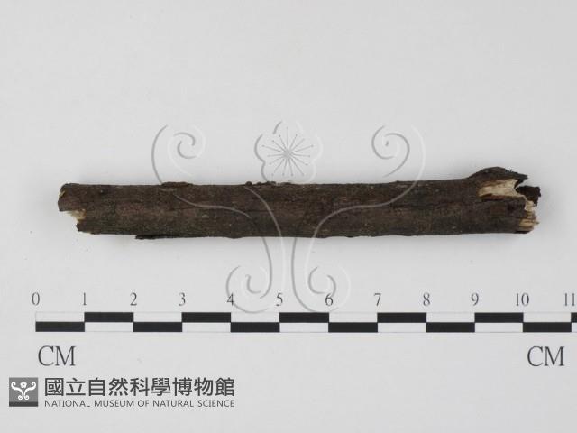 登錄號:F0019959藏品圖，第4張