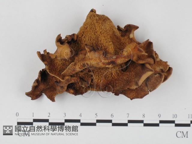 登錄號:F0000659藏品圖，第4張