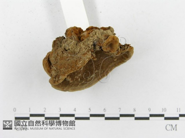 木層孔菌屬藏品圖，第4張