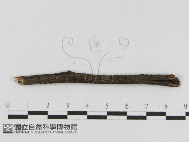 登錄號:F0010459藏品圖，第4張