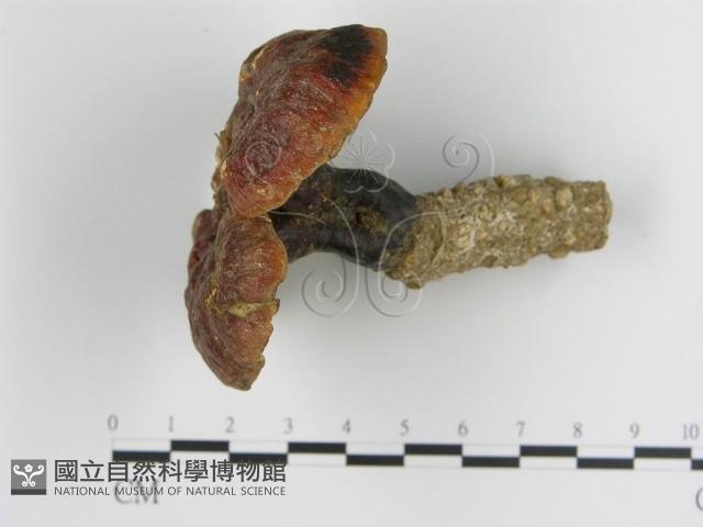 登錄號:F0016459藏品圖，第4張