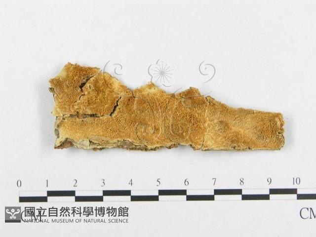 登錄號:F0017459藏品圖，第4張