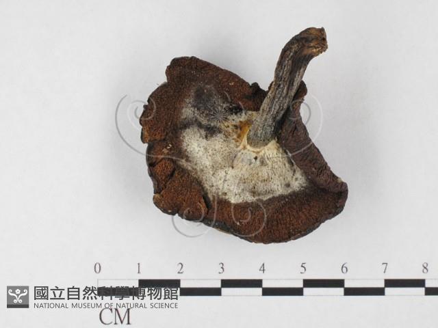 登錄號:F0026759藏品圖，第4張