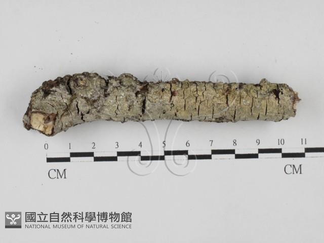 登錄號:F0027759藏品圖，第4張