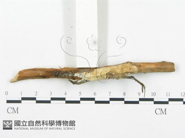 登錄號:F0019759藏品圖，第4張