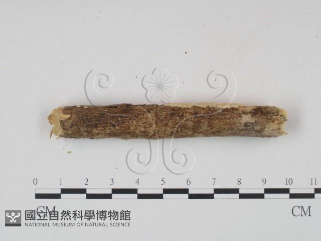 登錄號:F0001559藏品圖，第4張