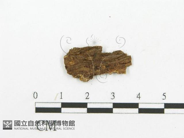 登錄號:F0017559藏品圖，第4張