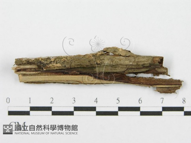 筍殼菌屬藏品圖，第4張